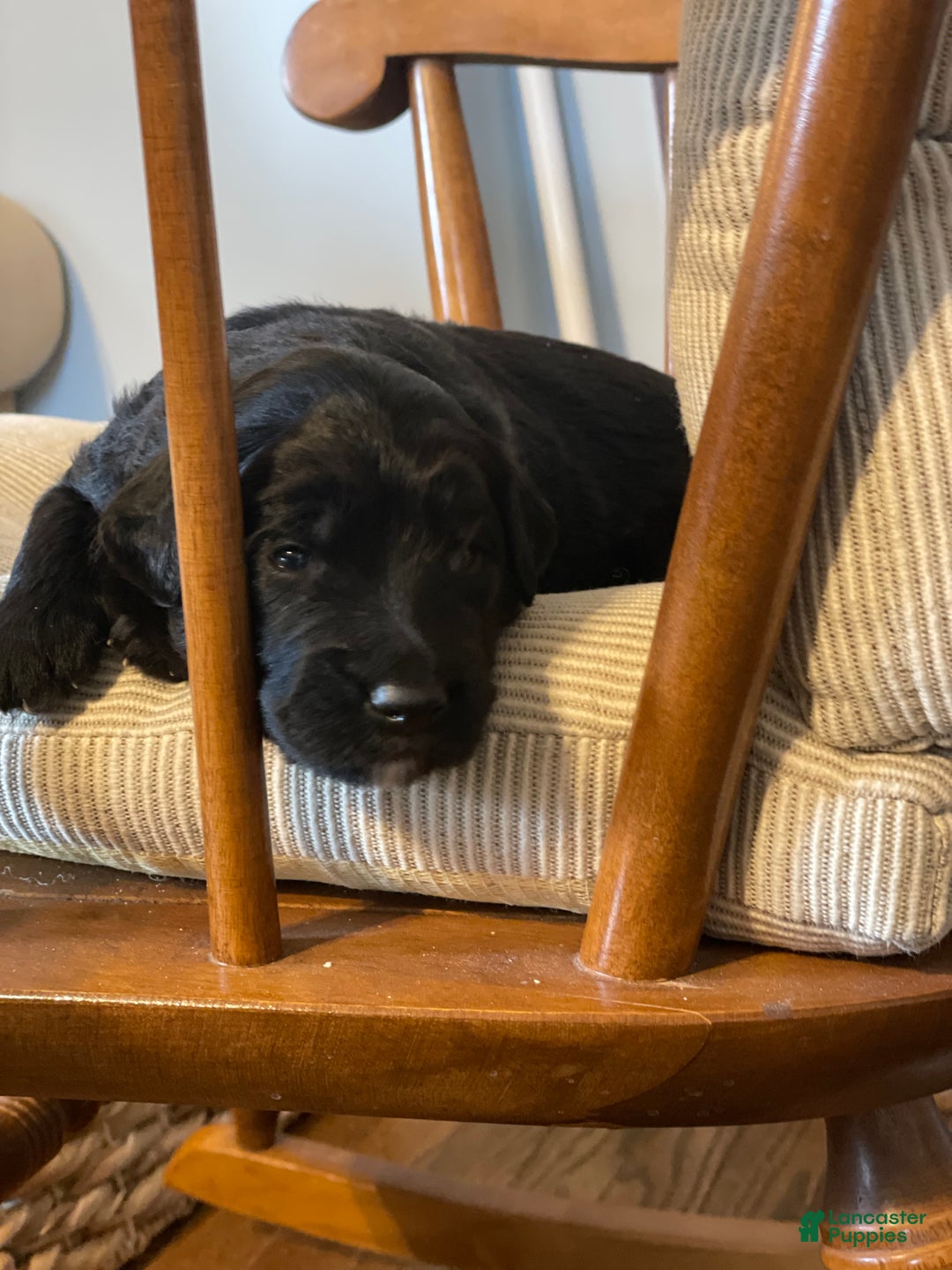 Mixed Breed dogs for sale: Otis - Ad 6