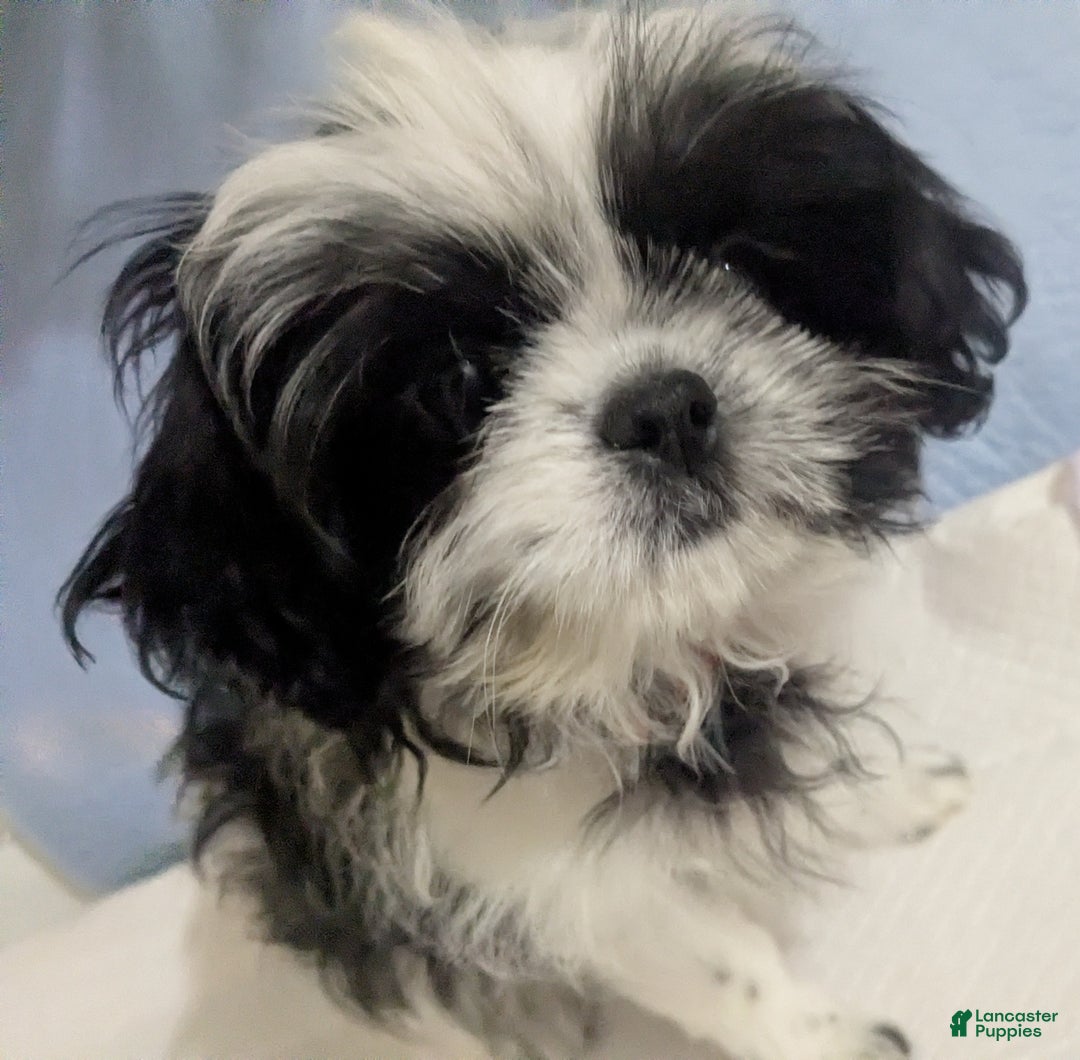 Shih Tzu dogs for sale: Serafina AKC Imperial Shih Tzu - Ad 2