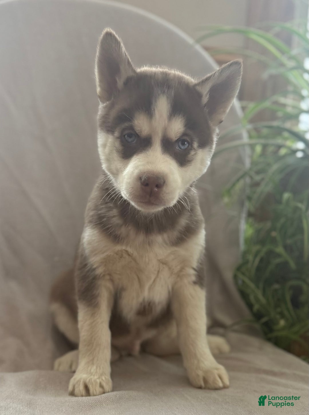 Siberian Husky dogs for sale: Lucky - Ad 5