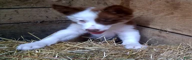 Border Collie 2