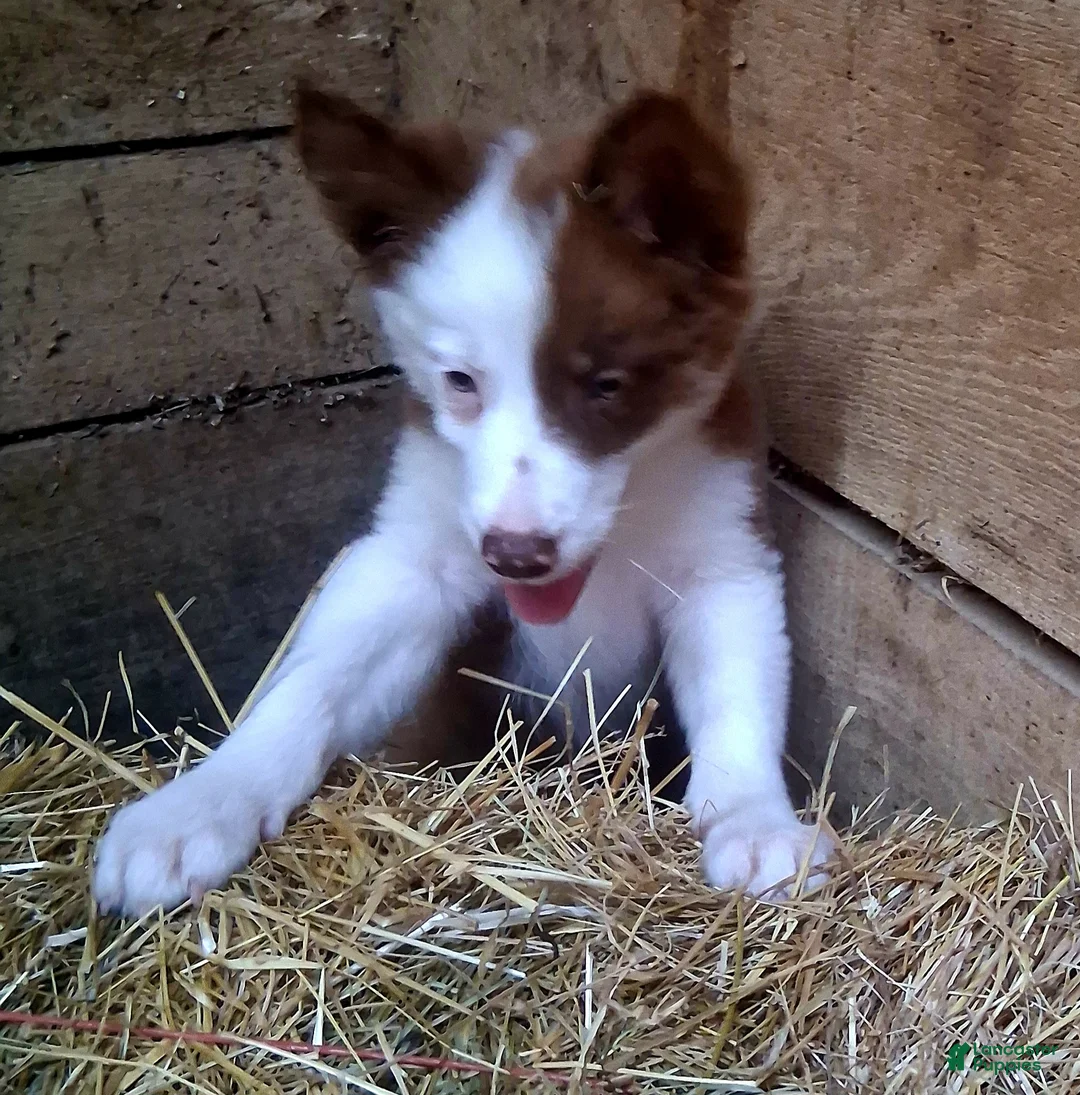 Border Collie dogs for sale: Border Collie 2 - Ad 1