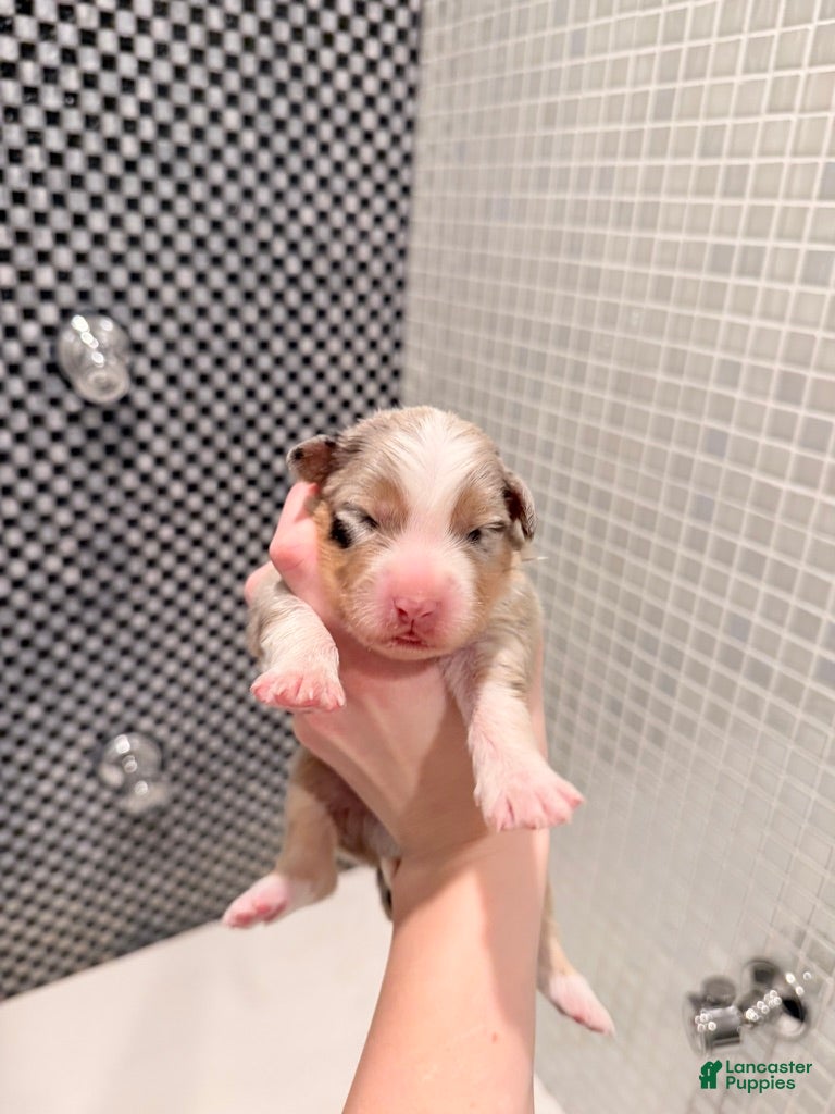 Australian Shepherd dogs Scout - Ad 9