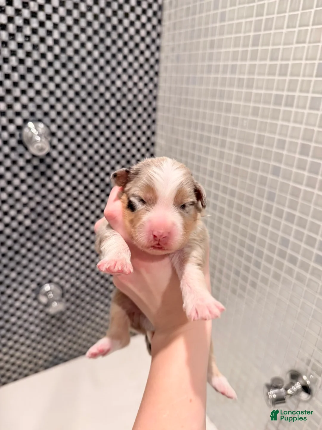 Australian Shepherd dogs for sale: Scout - Ad 1