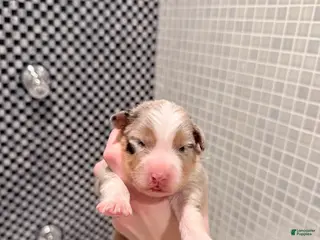 Australian Shepherd dogs Scout - Ad 9