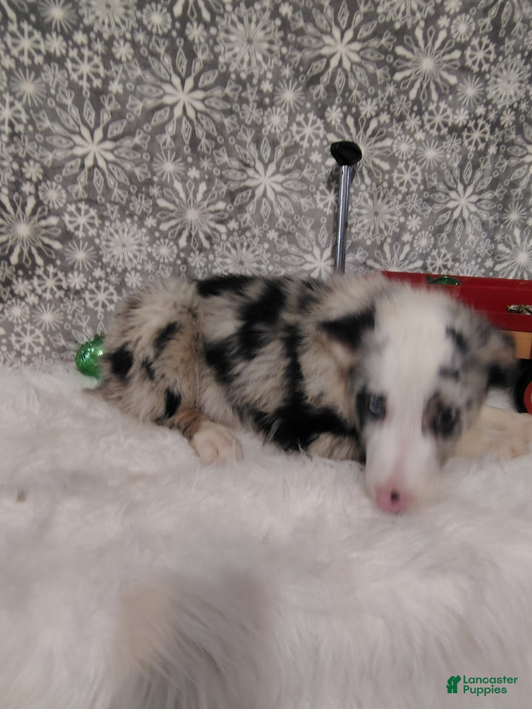 Australian Shepherd dogs for sale: Muffin - Ad 3