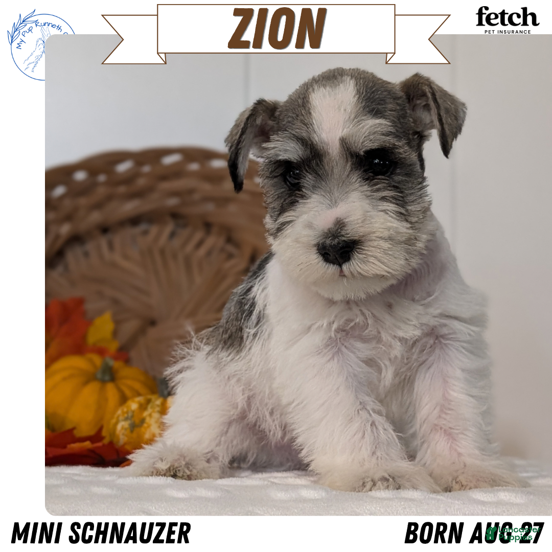 Miniature Schnauzer dogs Zion - Ad 1