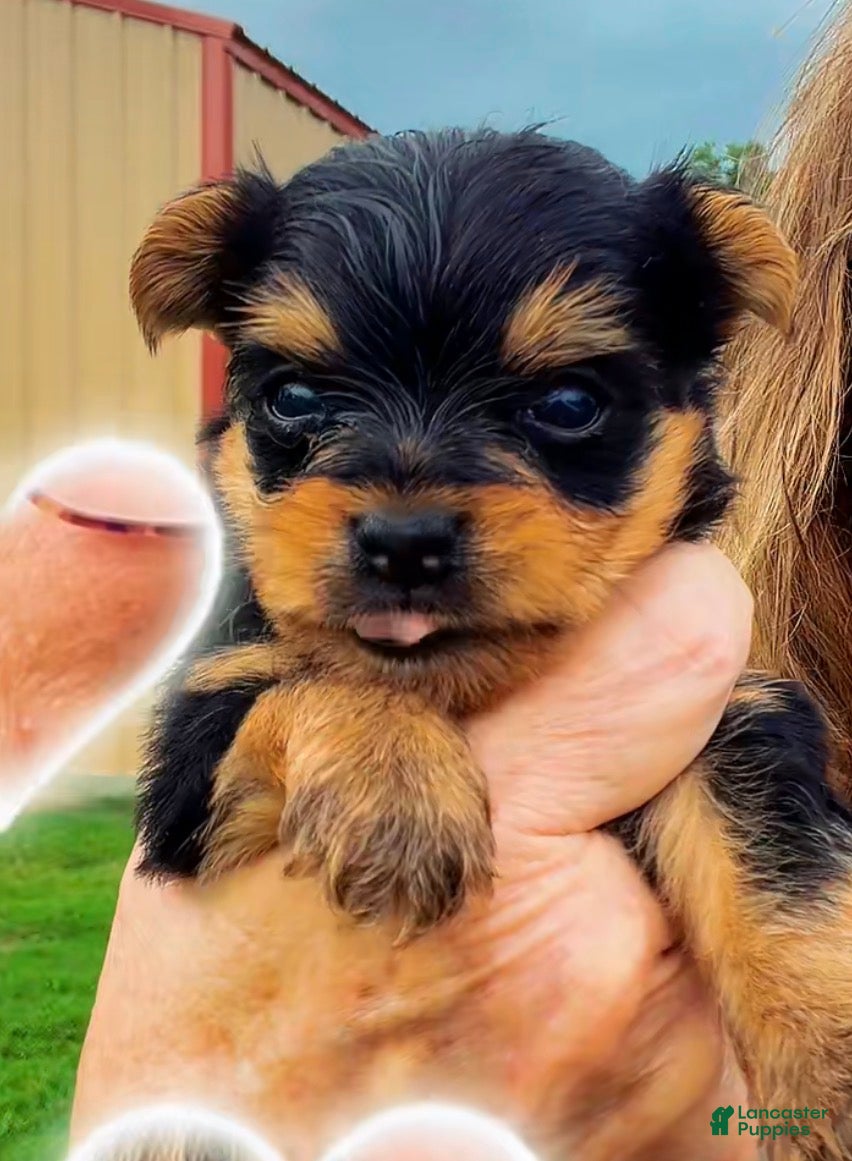 Yorkshire Terrier dogs Yorkshire Terrier 2 - Ad 2