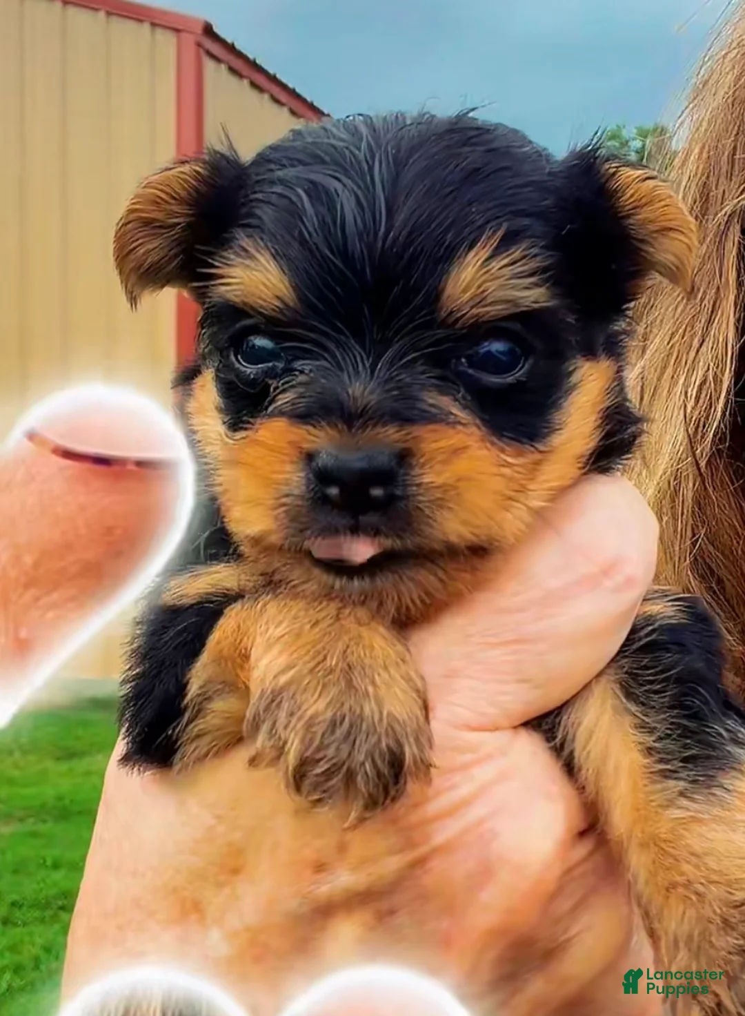 Yorkshire Terrier dogs for sale: Yorkshire Terrier 2 - Ad 2