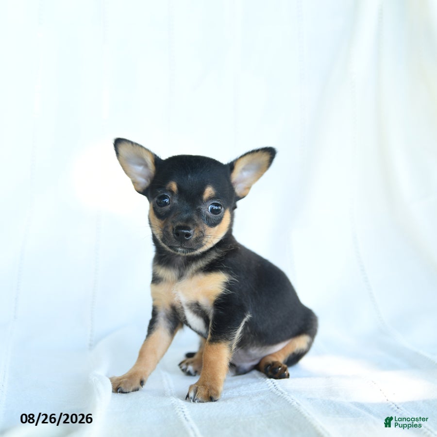 Chihuahua dogs Tibbit - Ad 1