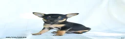 Chihuahua dogs for sale: Tibbit - Ad 1