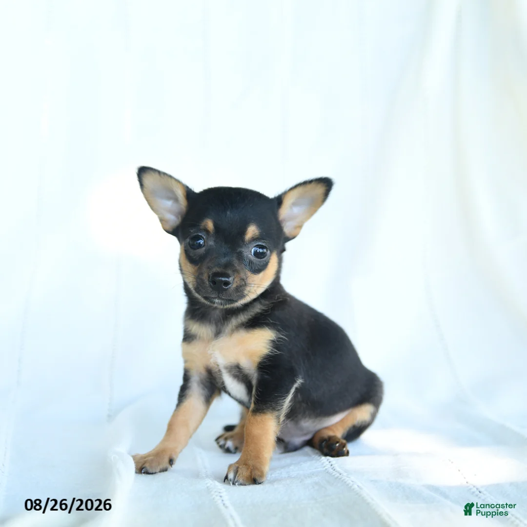 Chihuahua dogs for sale: Tibbit - Ad 1