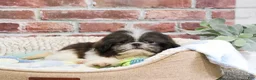 Shih Tzu dogs for sale: Aztec - Ad 3