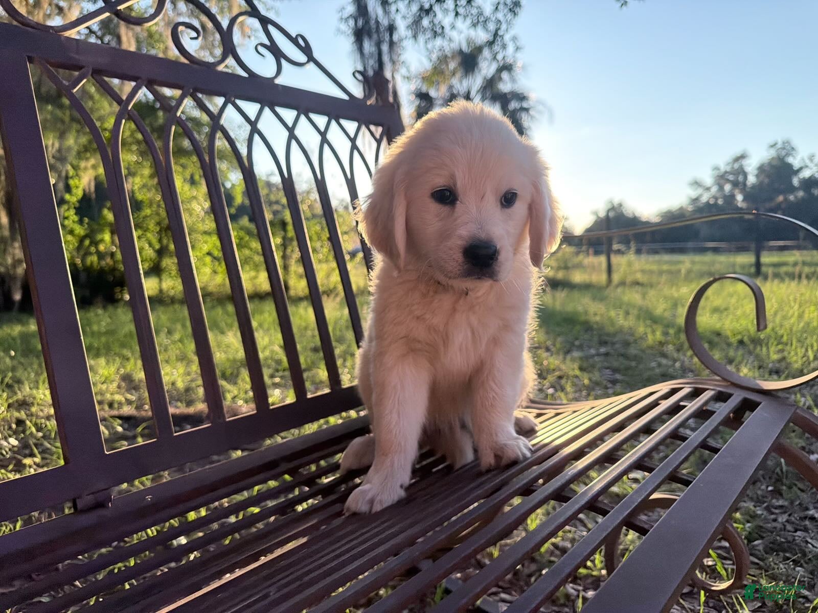 Golden Retriever dogs Beatrix of Avalon - golden retriever ESA female profile prospect - Ad 2