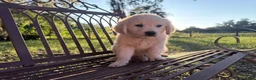Golden Retriever dogs for sale: Beatrix of Avalon - golden retriever ESA female profile prospect - Ad 2