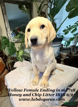 Labrador Retriever dogs Girl  - Ad 12