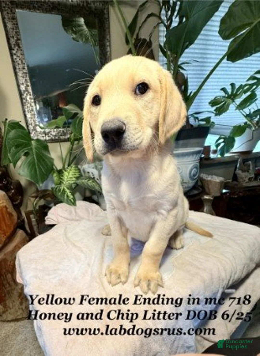 Labrador Retriever dogs for sale: Girl  - Ad 1