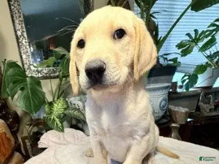 Labrador Retriever dogs Girl - Ad 12