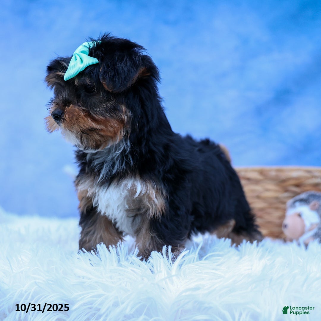 Yorkshire Terrier dogs for sale: Chip - Ad 3