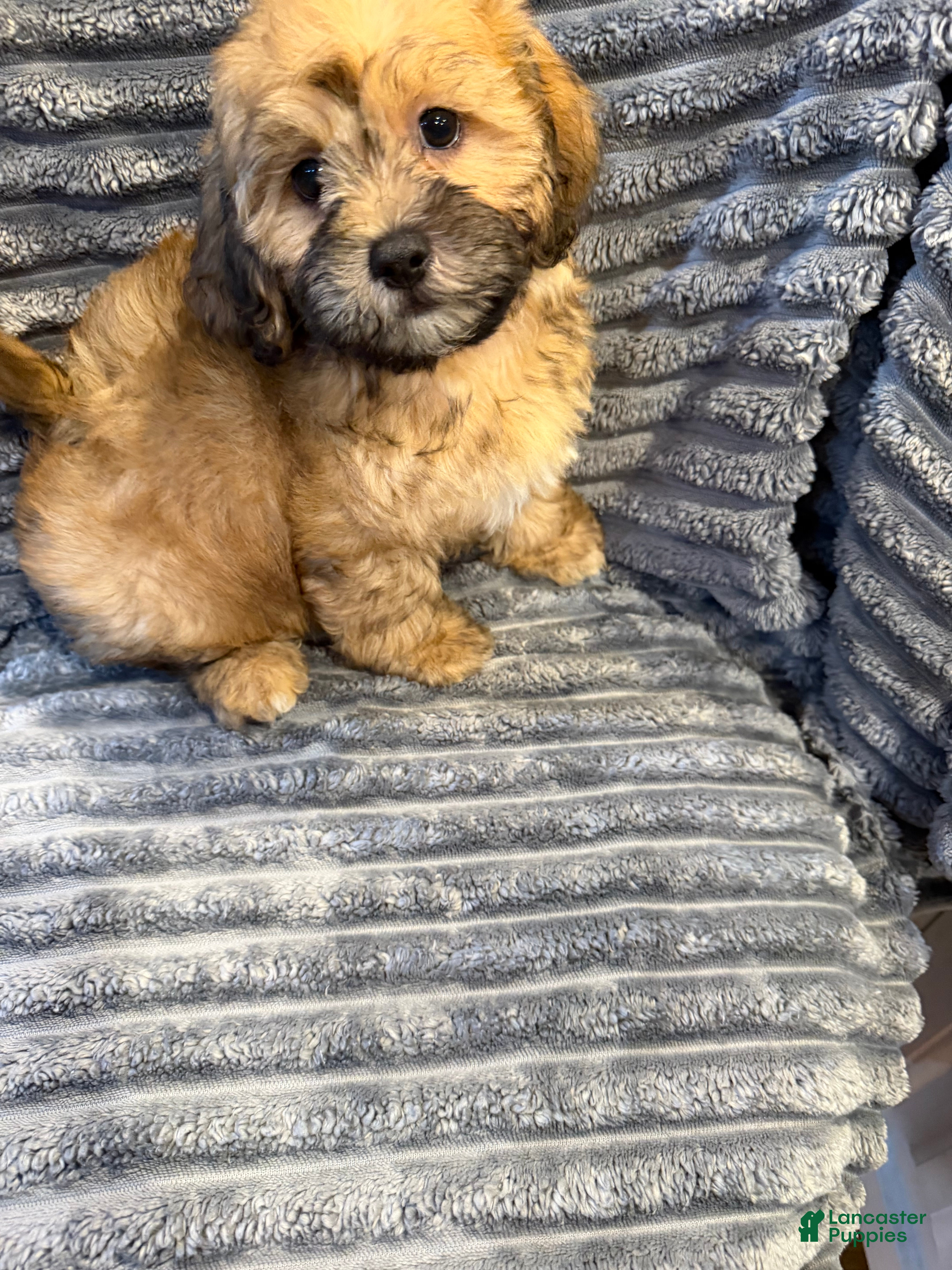 Mixed Breed dogs Max - Ad 2