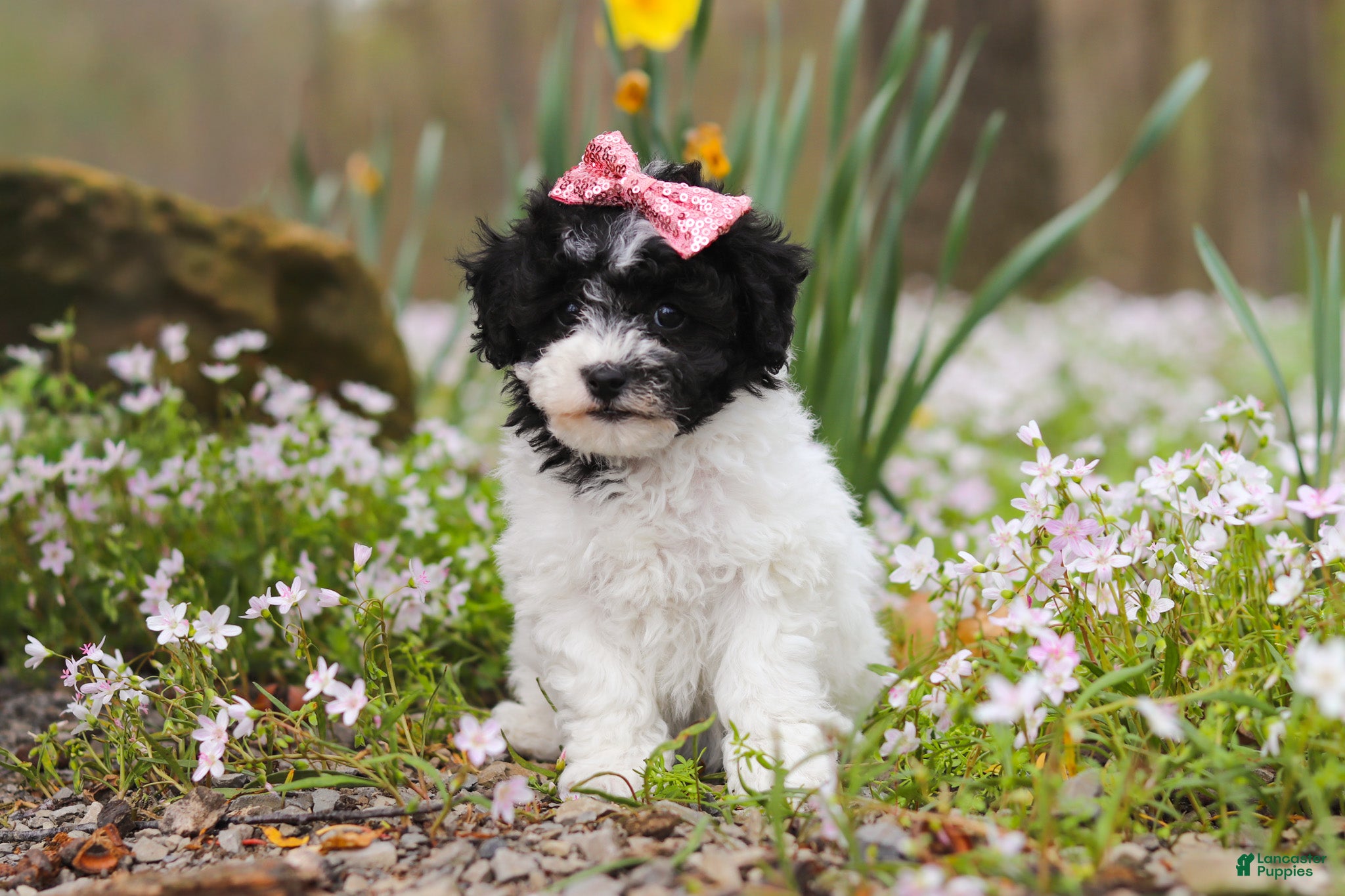 Bichpoo dogs Twila - Ad 1