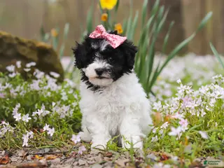 Bichpoo dogs for sale: Twila - Ad 1