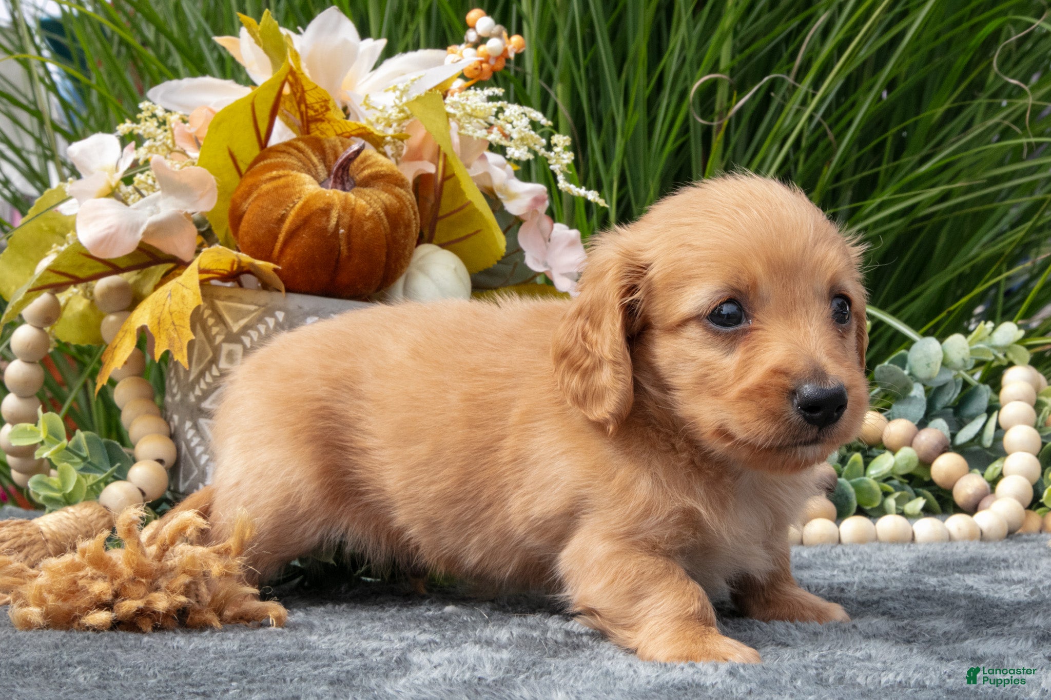 Miniature Dachshund dogs Kip - Ad 2