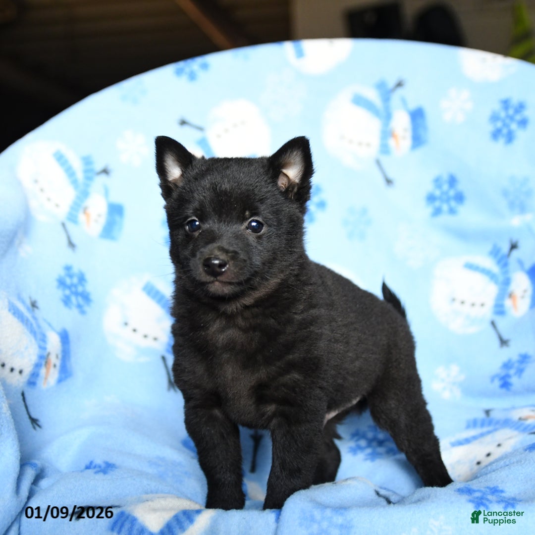 Schipperke dogs for sale: Rookie - Ad 1