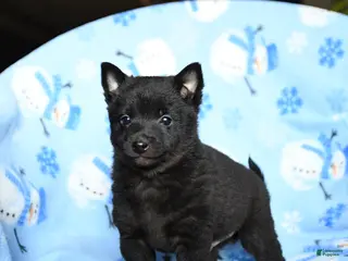 Schipperke dogs Rookie - Ad 5