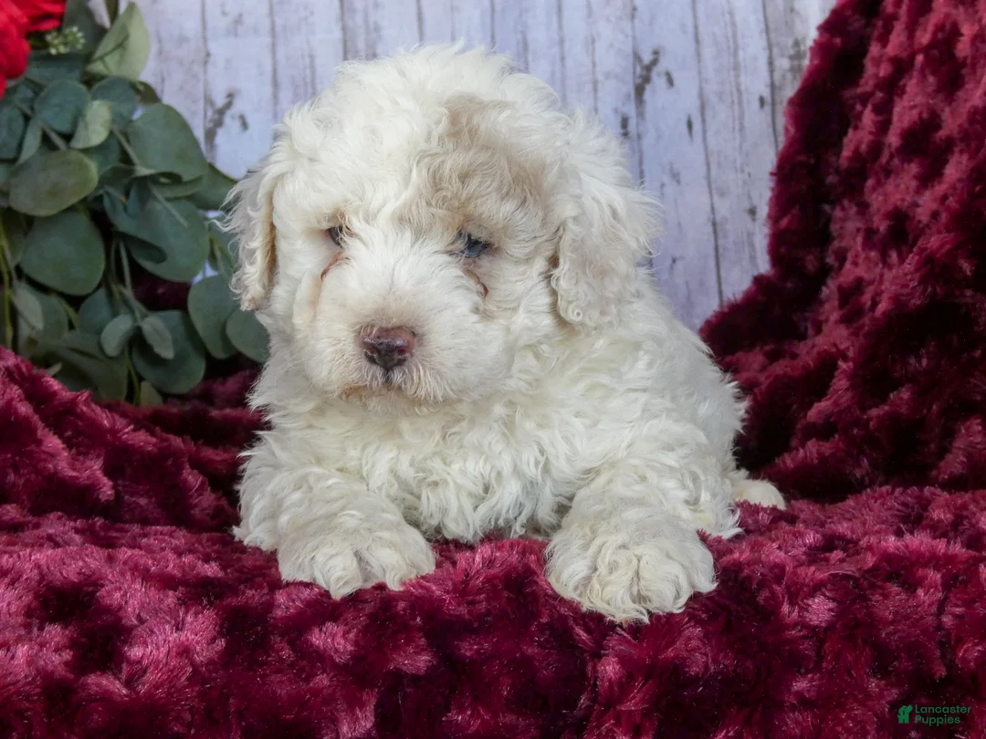 Bichpoo dogs for sale: Casper - Ad 1