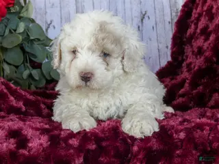 Bichpoo dogs for sale: Casper - Ad 2