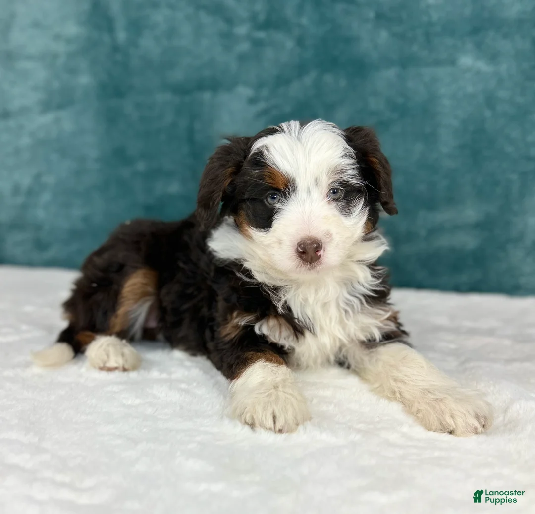 Aussiedoodle dogs for sale: Sophia - Ad 1