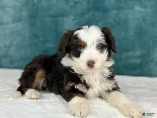 Aussiedoodle dogs Sophia - Ad 12