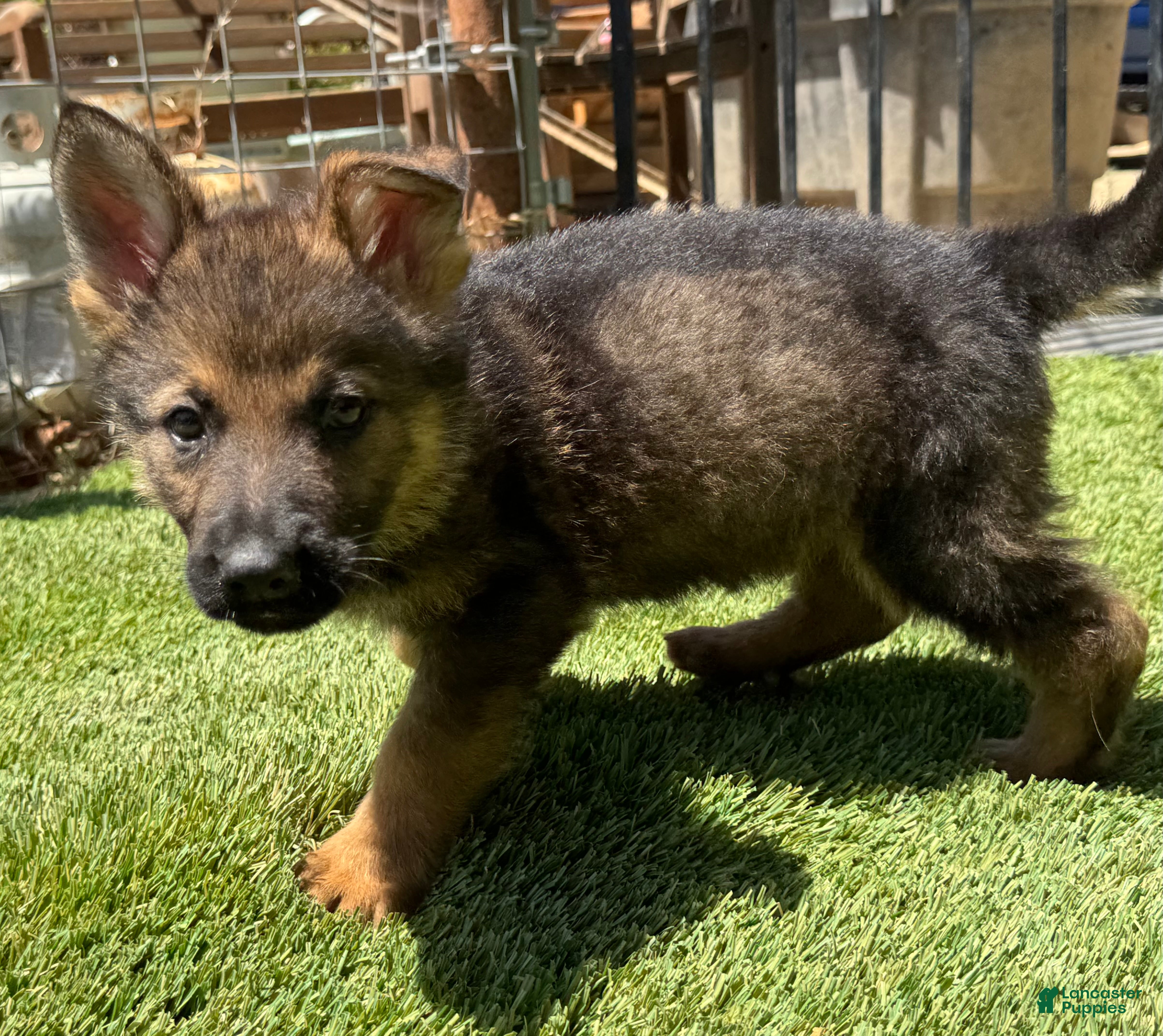 German Shepherd dogs German Shepherd 4 - Ad 2