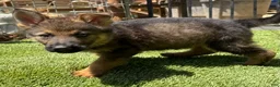 German Shepherd dogs for sale: German Shepherd 4 - Ad 2