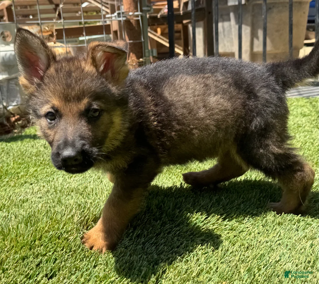 German Shepherd dogs for sale: German Shepherd 4 - Ad 2