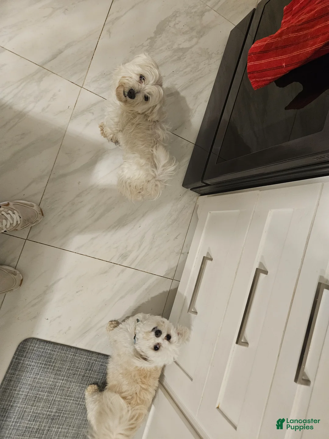 Maltese dogs for sale: Maltese Puppy 3 - Ad 3