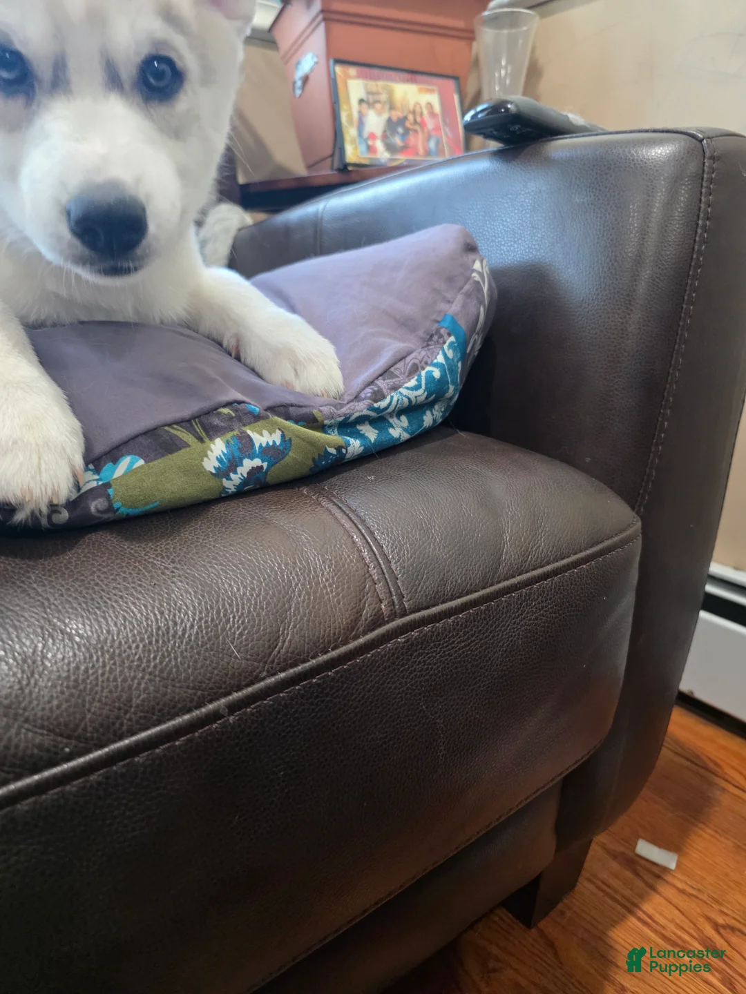 Siberian Husky dogs for sale: Siberian Husky Puppy 4 - Ad 2