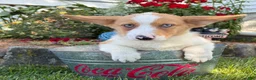 Welsh Corgi Pembroke dogs for sale: Gilbert blue eyes - Ad 3