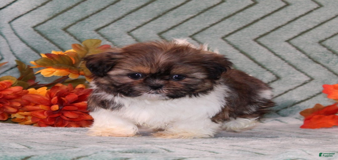 Gallery Image {{count}}