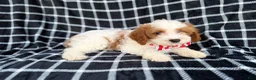 Cavapoo dogs for sale: Boss - Ad 6
