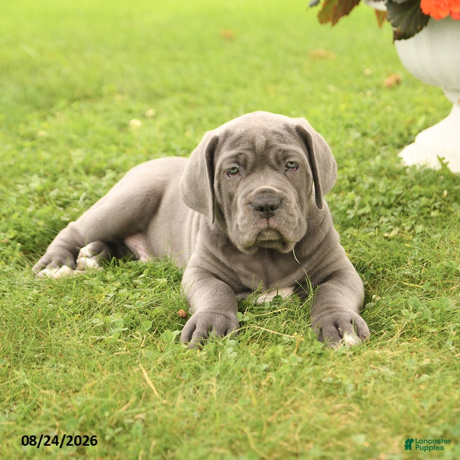Cane Corso dogs Dawson - Ad 2
