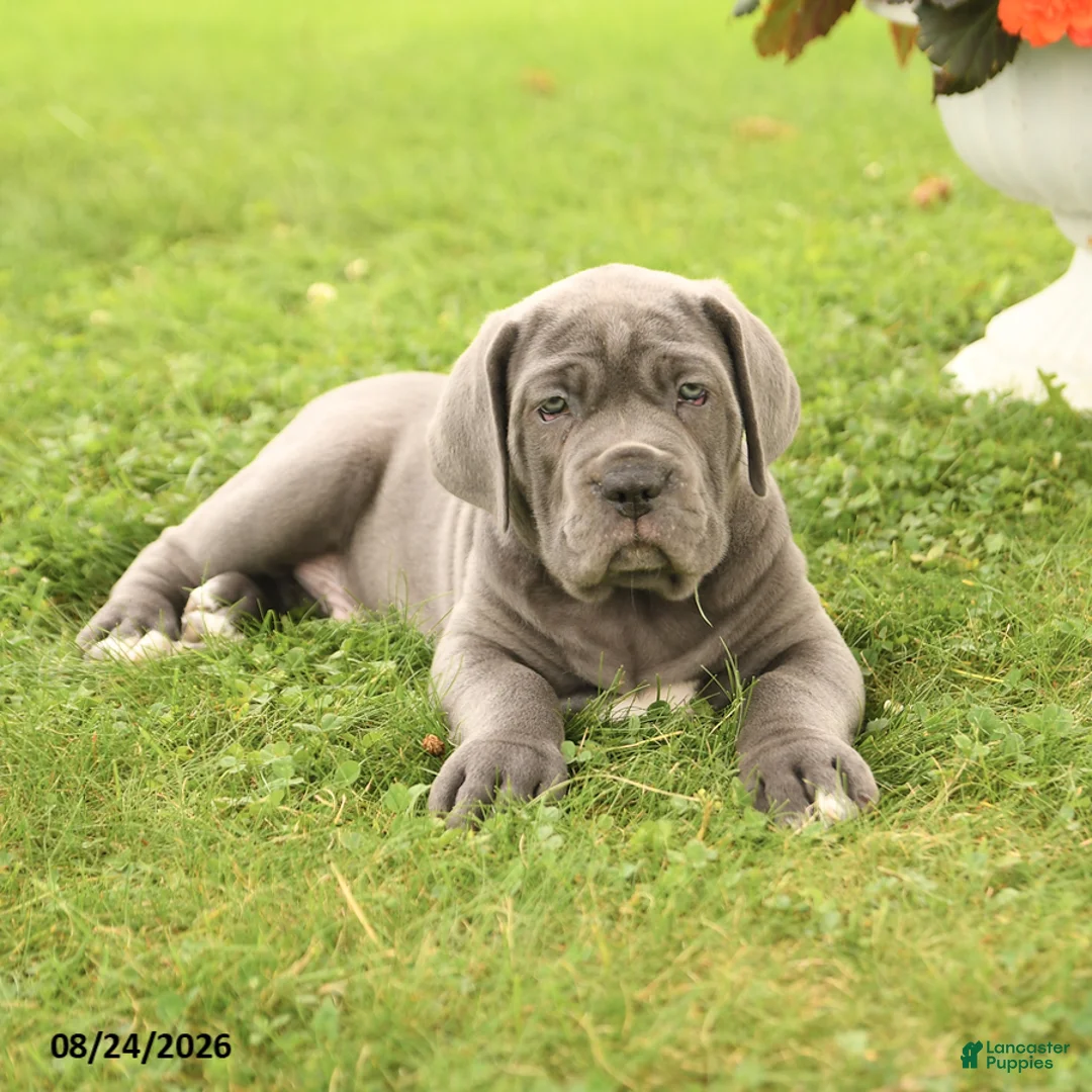 Cane Corso dogs for sale: Dawson - Ad 2