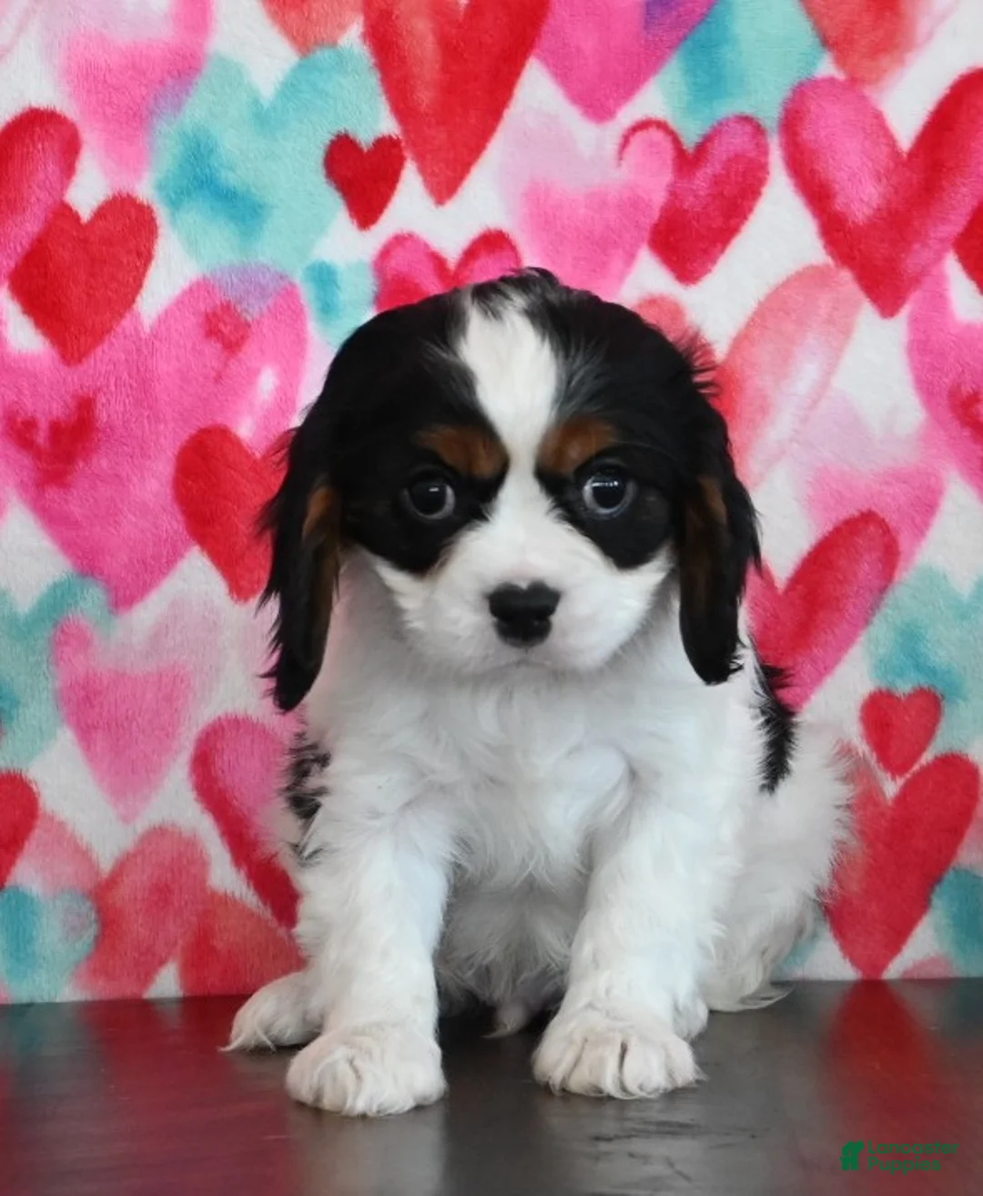 Cavalier King Charles Spaniel dogs for sale: Cameron - Ad 2