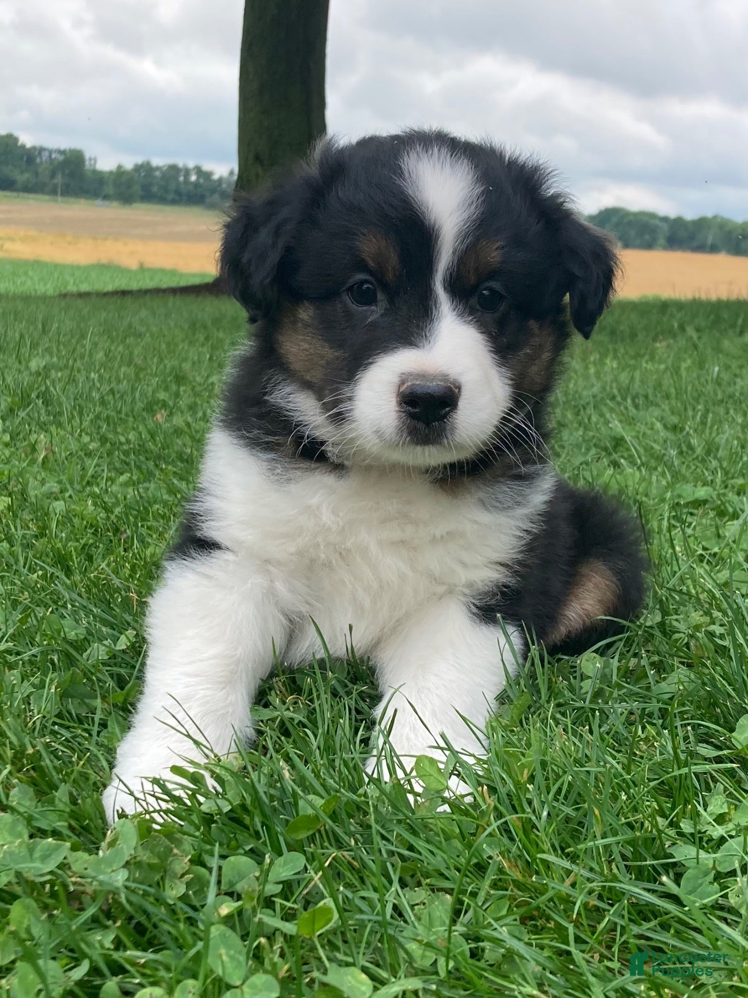 Australian Shepherd dogs Rocky  - Ad 2
