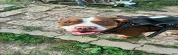 American Pit Bull Terrier dogs for sale: Pit Bull Terrier Male 1 - Ad 2