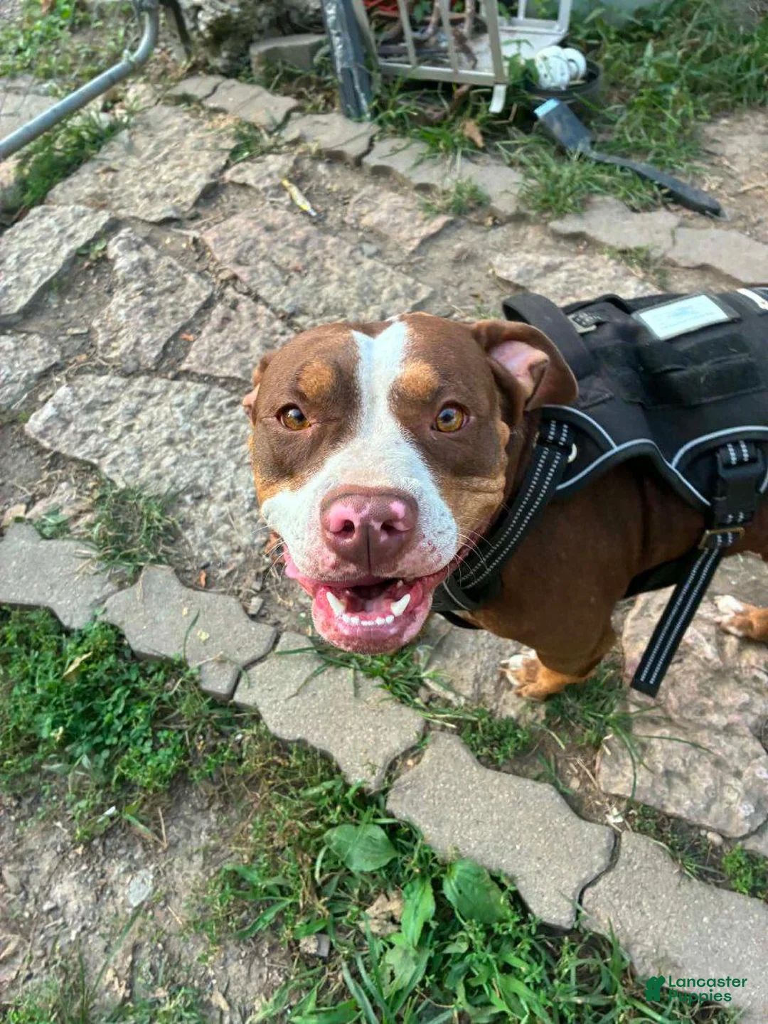American Pit Bull Terrier dogs for sale: Pit Bull Terrier Male 1 - Ad 2