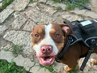 American Pit Bull Terrier dogs Pit Bull Terrier Male 1 - Ad 2