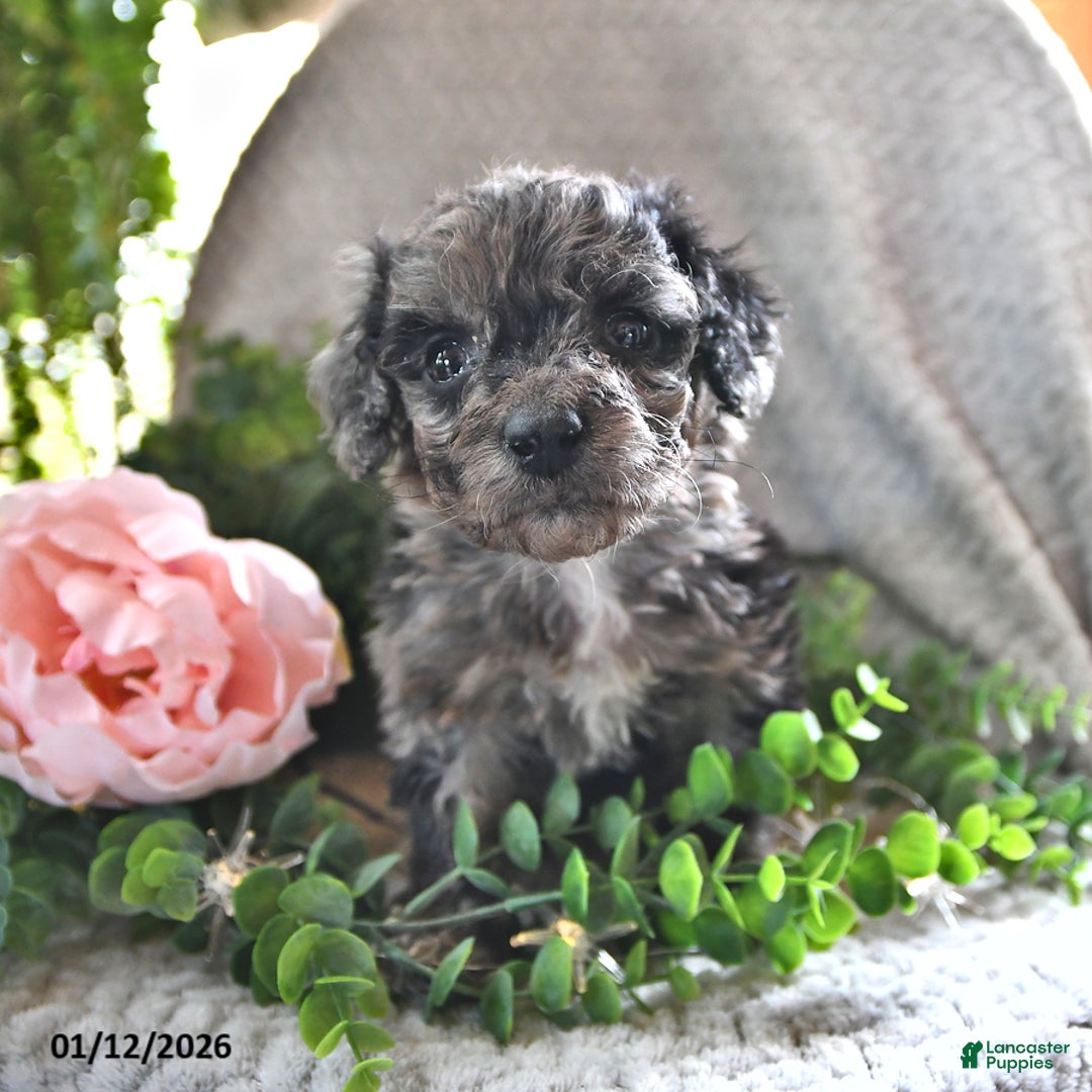 Bichpoo dogs for sale: Bella   - Ad 2