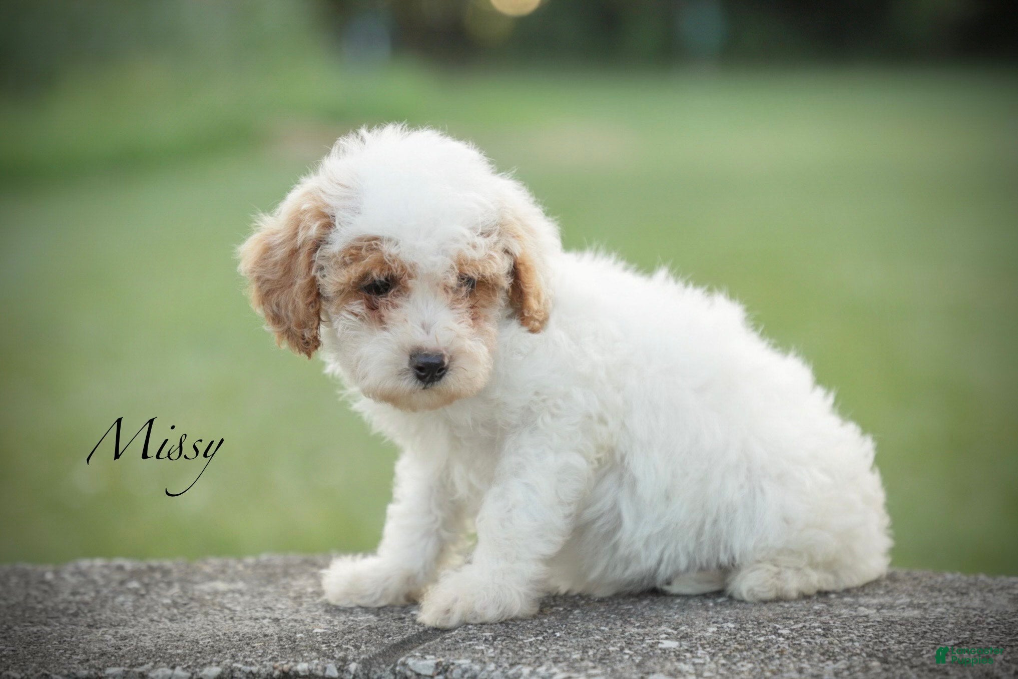 Miniature Poodle dogs Missy - Ad 1