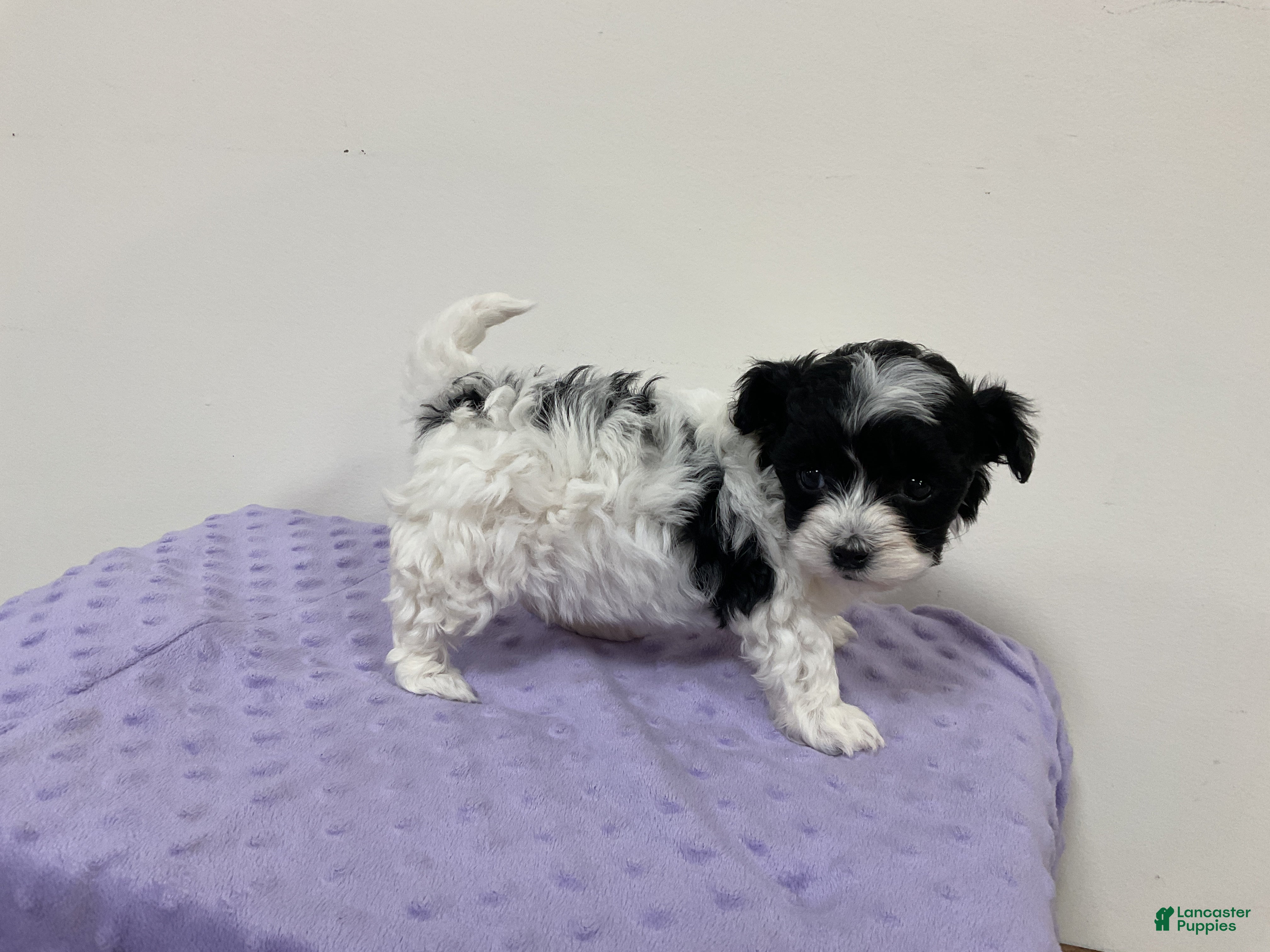 Maltipoo dogs HOLLY - Ad 1